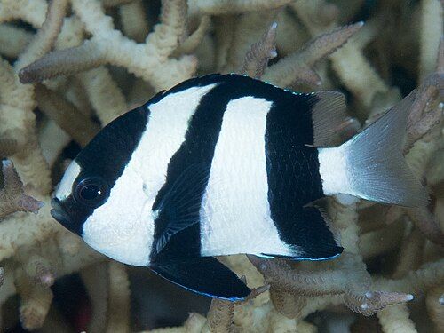Humbug damselfish