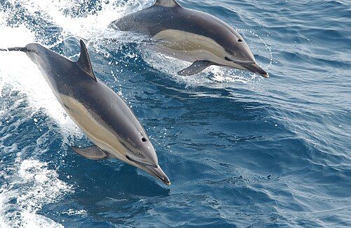 Common dolphin