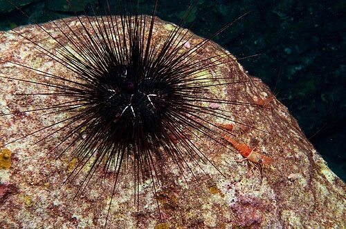 Long-spined sea urchin