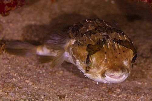 Long-spine porcupinefish