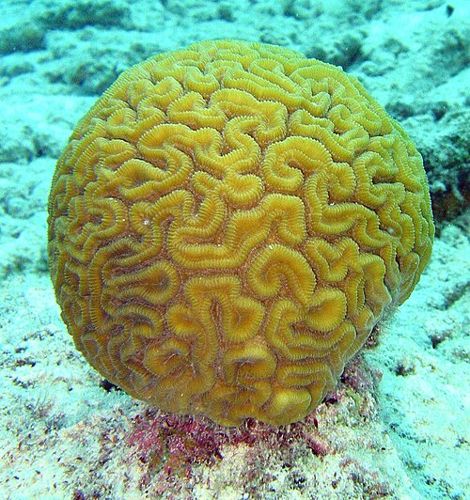 Grooved brain coral