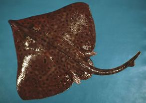 Barndoor skate