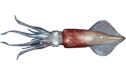 Longfin inshore squid