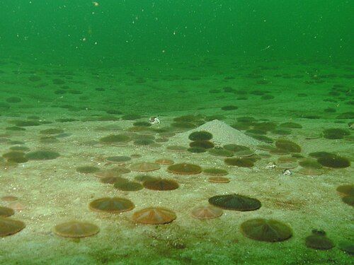 Common sand dollar