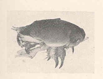 Atlantic mole crab