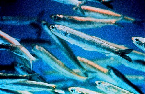 Northern anchovy