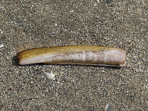 Atlantic jackknife clam