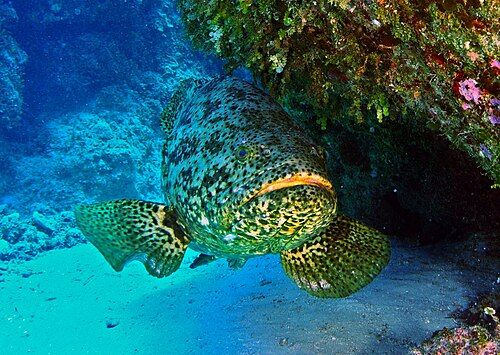 Atlantic goliath grouper