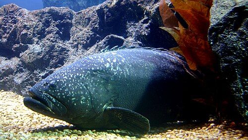 Giant grouper