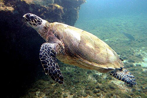 Hawksbill sea turtle