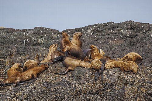 Steller sea lion