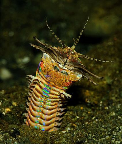 Bobbit worm