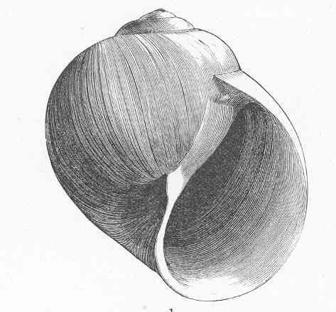 Northern moon snail