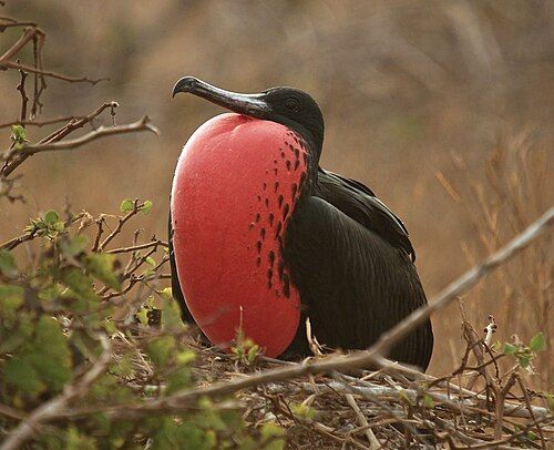 Magnificent frigatebird