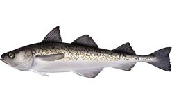 Alaska pollock