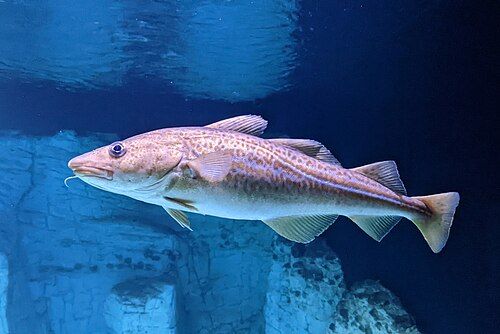 Atlantic cod