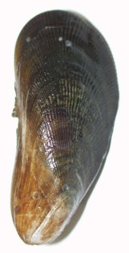 Ribbed mussel