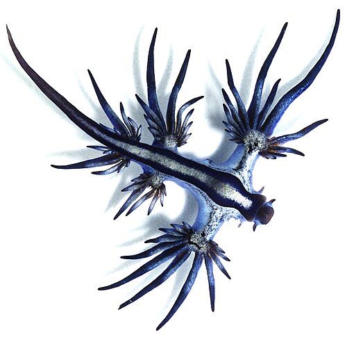 Blue dragon