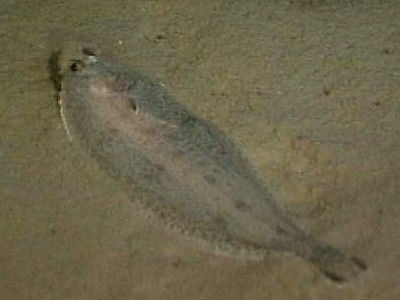 Witch flounder