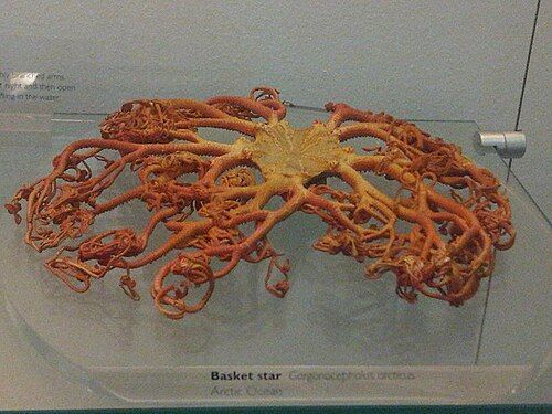 Northern basket star