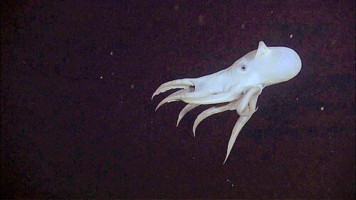 Dumbo octopus