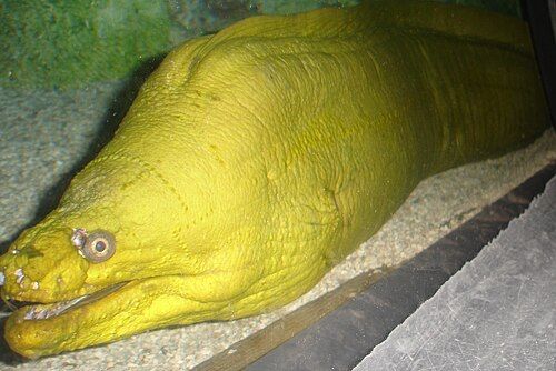Green moray