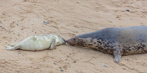 Gray seal
