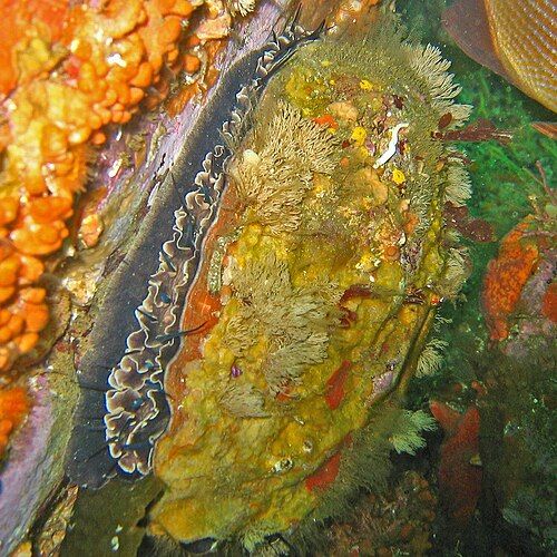 Red abalone