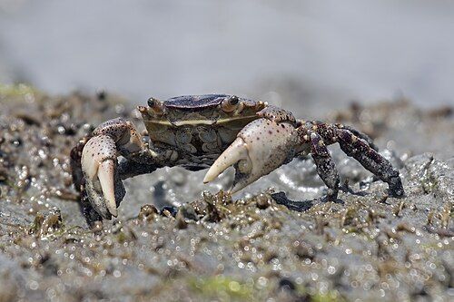 Asian shore crab