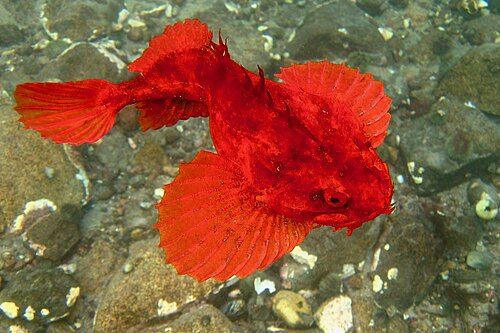Sea raven