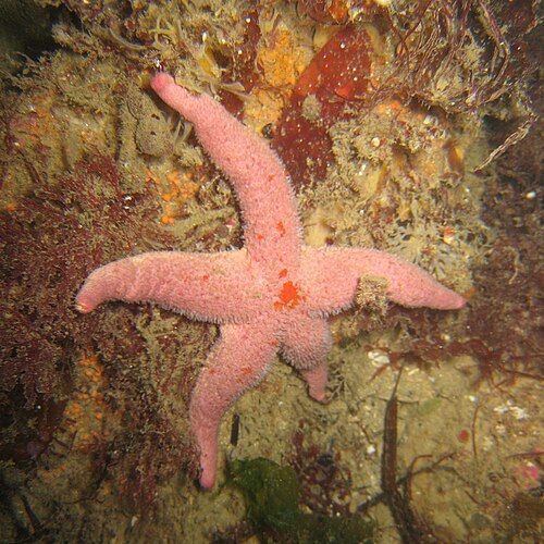 Blood star