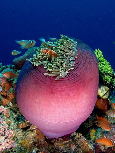 Magnificent sea anemone