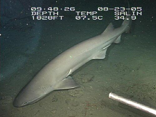Bluntnose sixgill shark