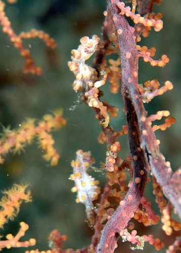 Pygmy seahorse