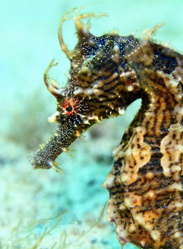 Lined seahorse