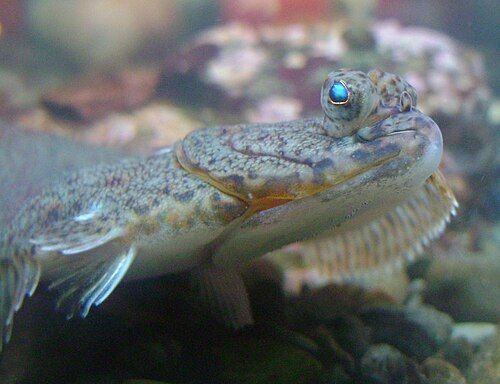 American plaice