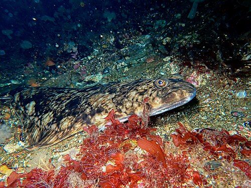 Atlantic halibut