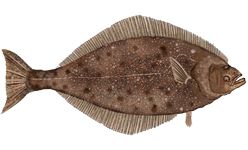 Pacific halibut