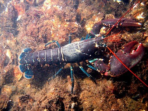 European lobster