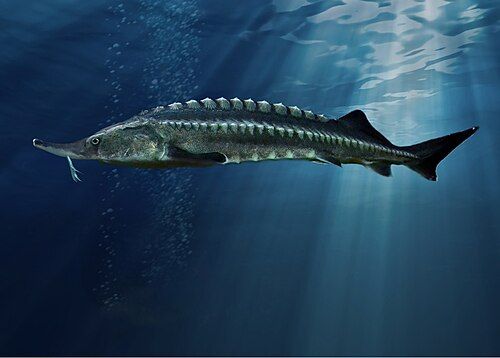 Beluga sturgeon