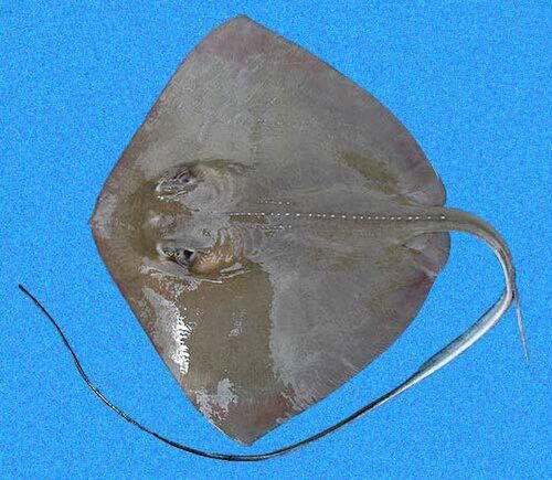 Southern stingray
