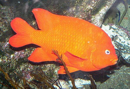 Garibaldi