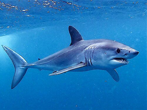 Shortfin mako