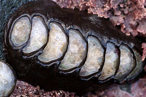 Black leather chiton