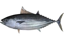 Skipjack tuna