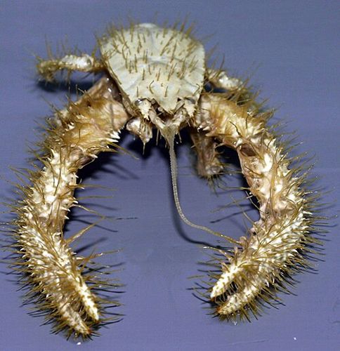 Yeti crab