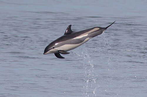 Atlantic white-sided dolphin