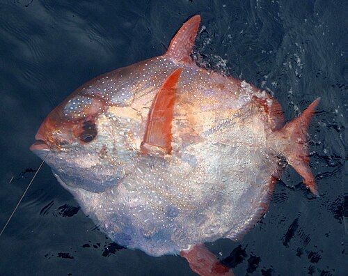 Opah