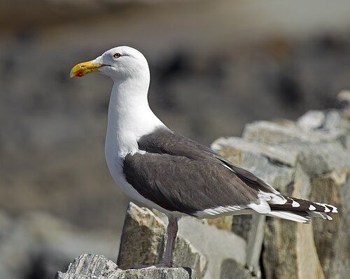 Great black-backed gull