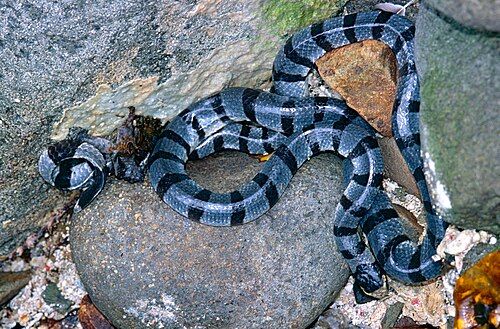 Banded sea krait